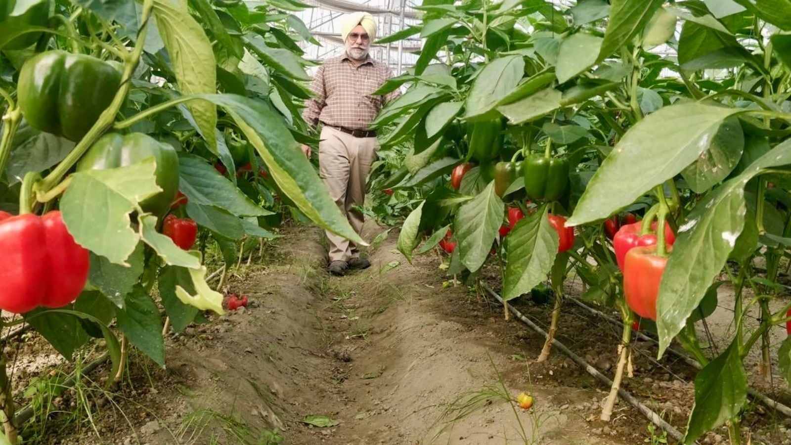 Model of innovation and diversification: Punjab’s Hoshiarpur farmer reaps ‘gold’ from bell peppers
