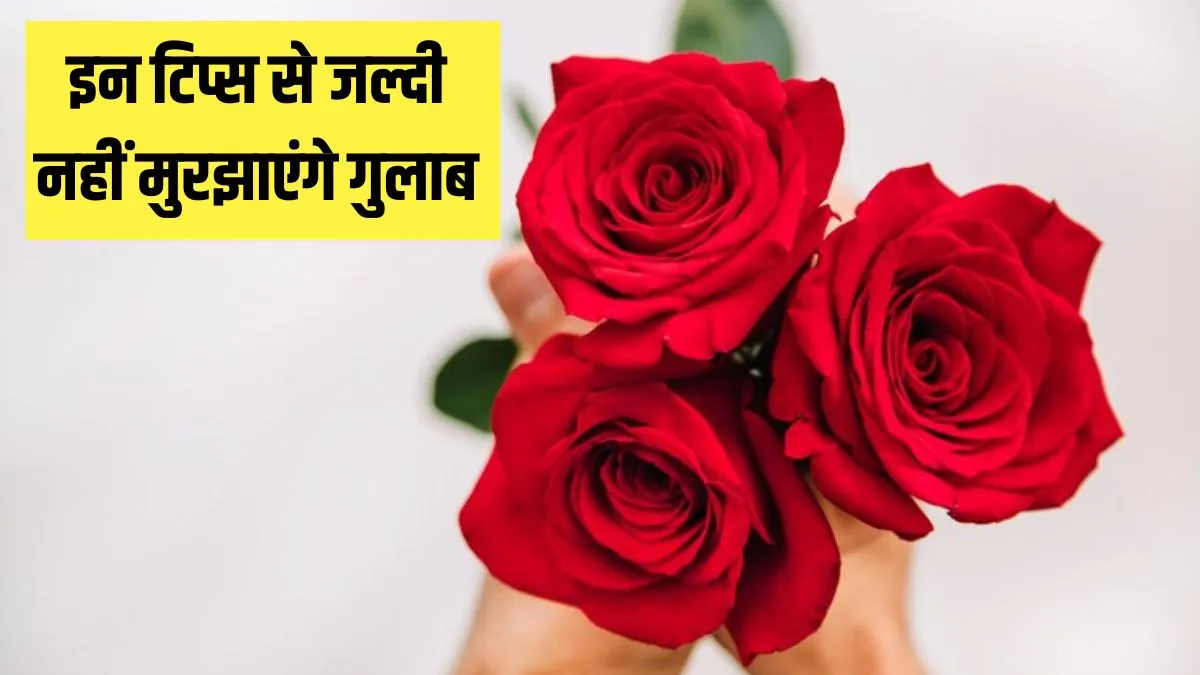 पार्टनर ने दिया है गुलाब? इस तरह करेंगी स्टोर तो बिना मुरझाए लंबे समय तक फ्रेश रहेंगे Rose