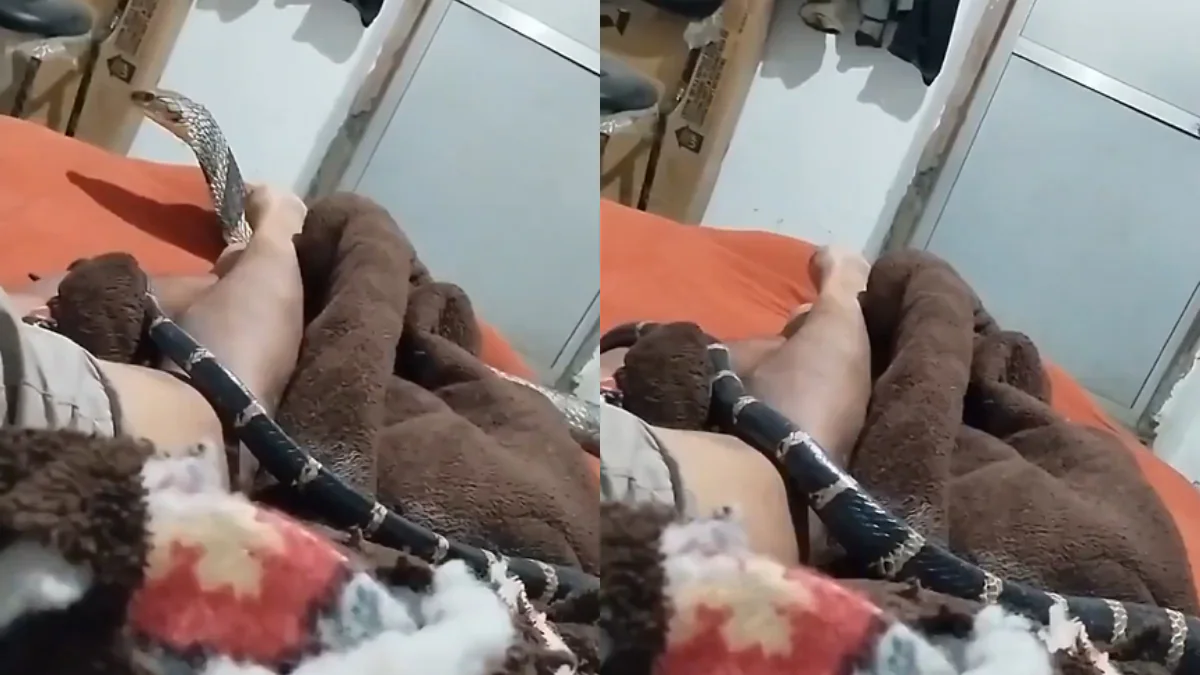 सोए हुए शख्स के पैरों के बीच रेंग रहा था बड़ा-सा कोबरा, धीरे-धीरे सिर तक पहुंचा और फिर…, धड़कनें बढ़ाने वाला Viral Video