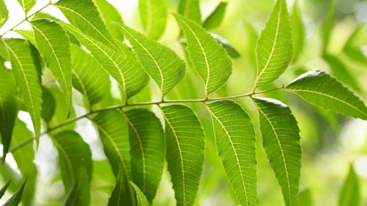 नीम के पत्तों से चेहरा कैसे साफ करें? यहां जानिए दादी-नानी का खास नुस्खा
