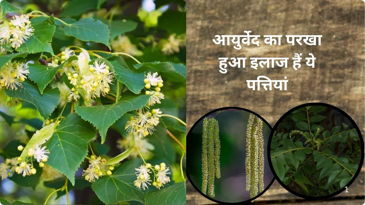 एक नहीं अनेक मर्ज़ की दवा हैं इस पेड़ के पत्ते, फूल और छाल, 5-10 पत्तियों का रस कुछ दिन पी लीजिए, अनगिनत बीमारियों की बेहतरीन हैं औषधि