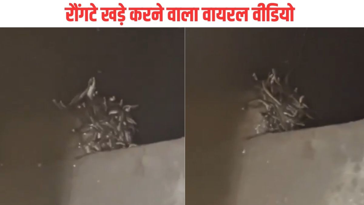 अरे बाप रे… शौचालय की टंकी में 70 से अधिक सांपों का डेरा, देखकर सहमे लोग, Viral Video