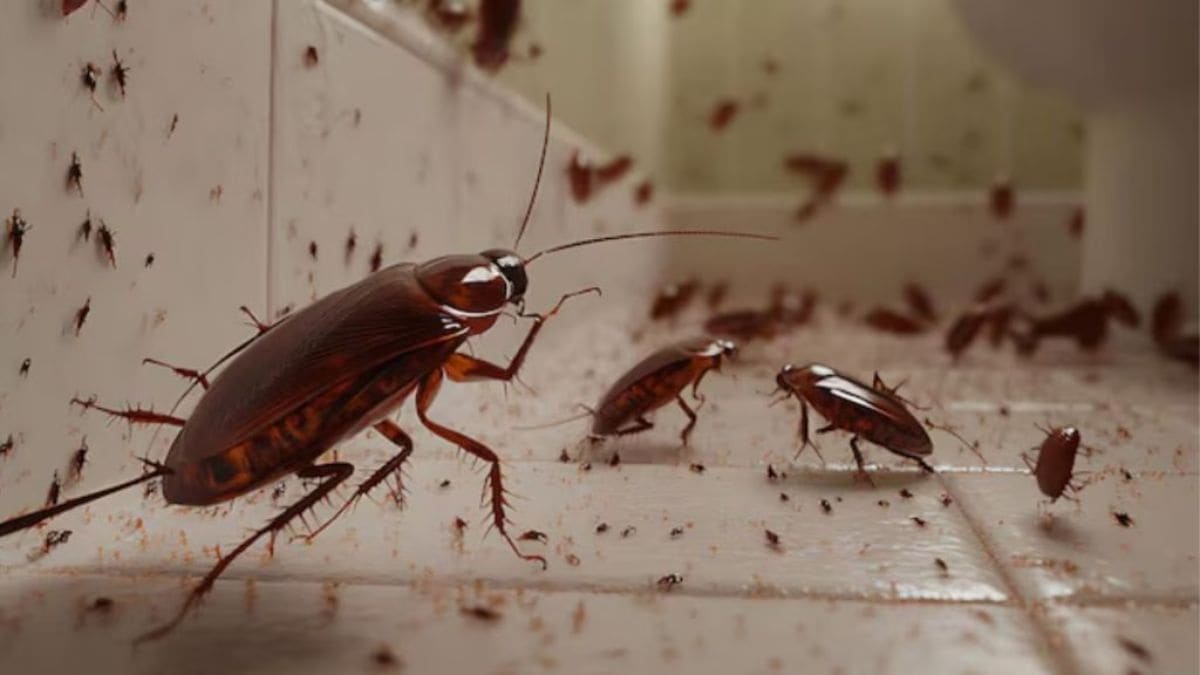 Cockroaches: घर आए कॉकरोच को कैसे भगाएं? इन 3 तरीकों से तुरंत होगा खात्मा
