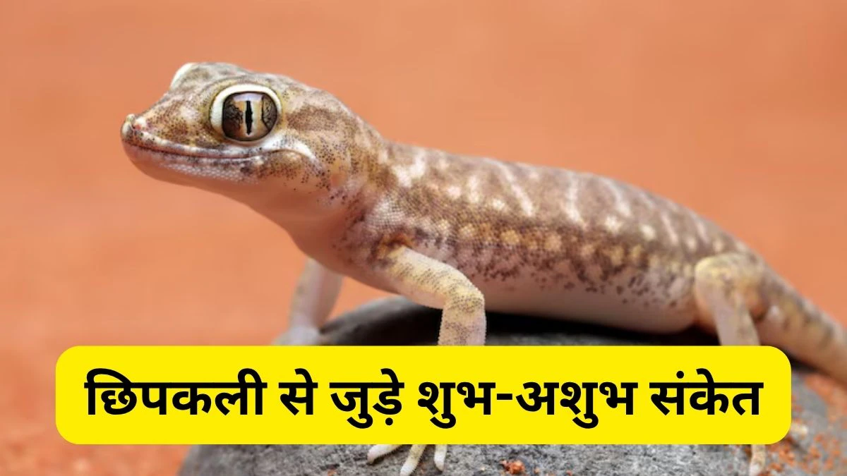 अगर शरीर के इस खास हिस्से पर छिपकली गिरे, तो खुल सकते हैं किस्मत के दरवाजे, रातों-रात बन सकते हैं अमीर, जानिए शास्त्रों में क्या कहा गया है