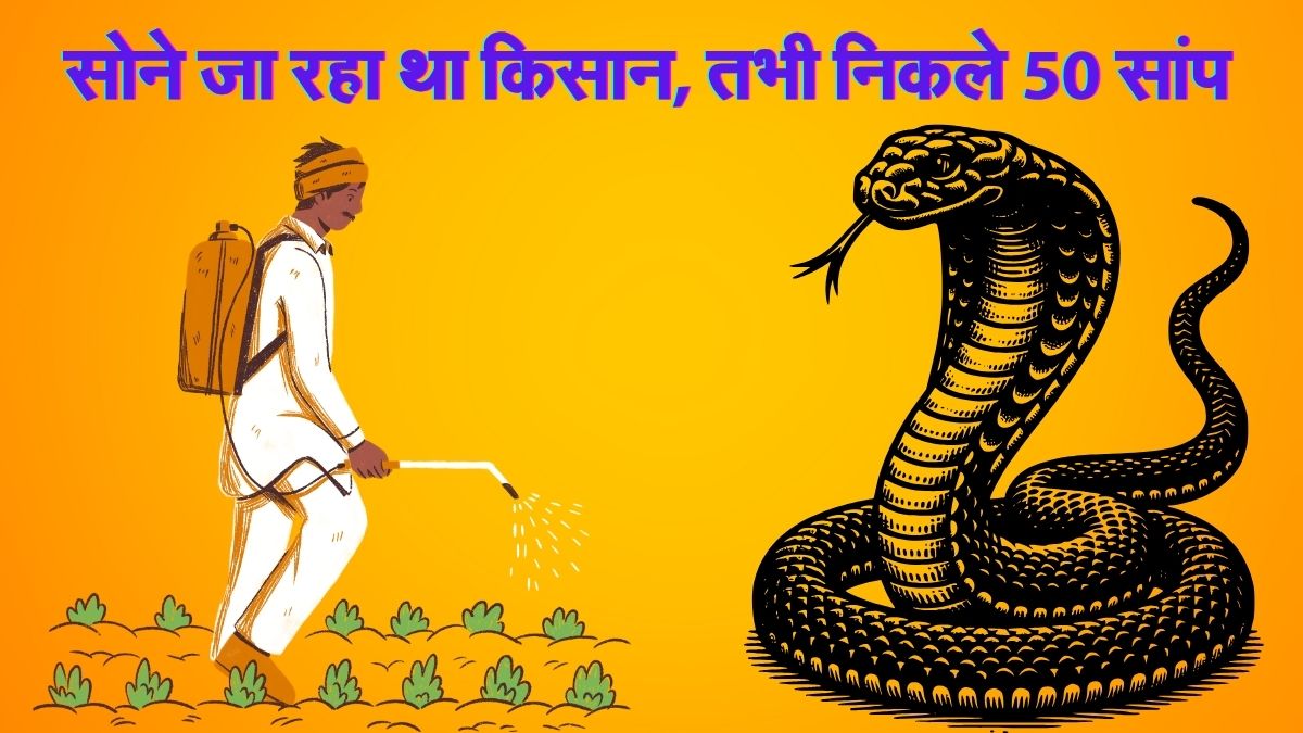घर में मौजूद सांप को मारकर चैन की सांस ले रहा था किसान, तभी एक-एक कर निकल आए 50 सांप; फिर जो हुआ उसकी जांच में जुटा वन विभाग