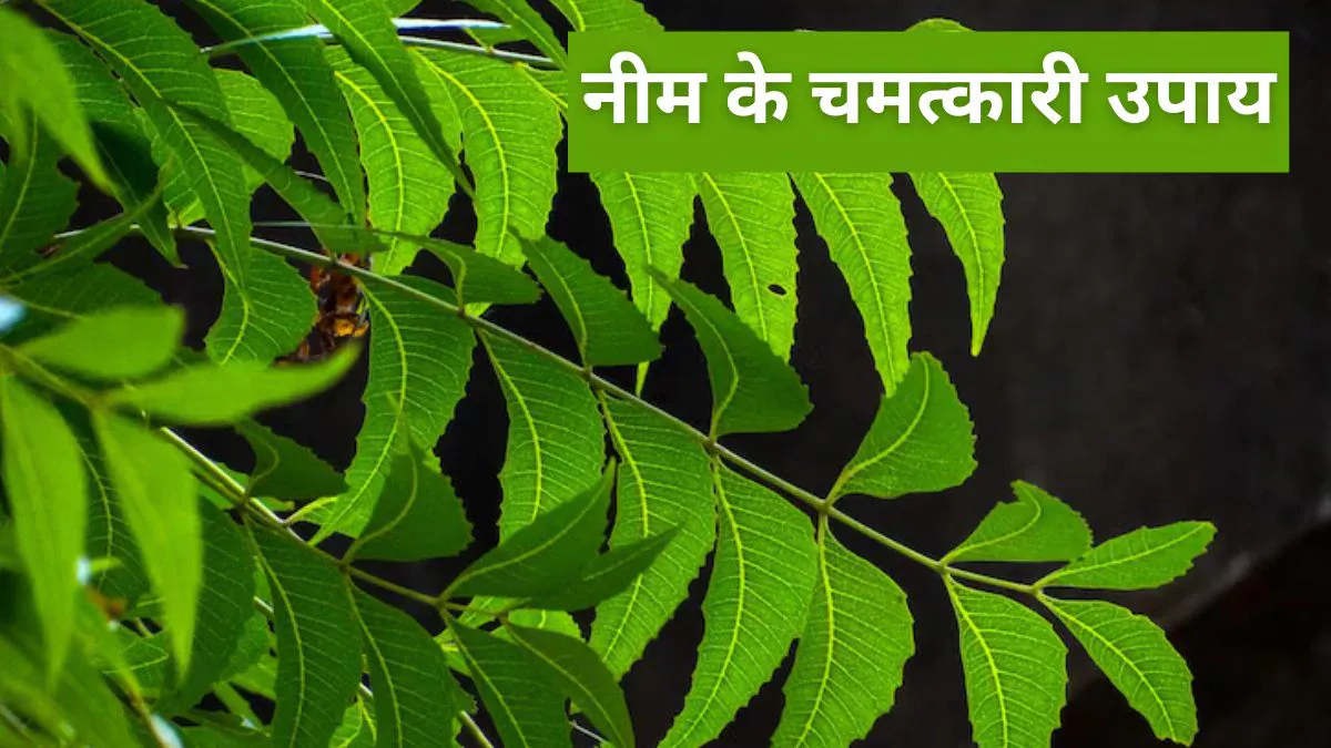 Neem ke Upay: कड़वे नीम में छिपा है सौभाग्य का राज, ये 5 ज्योतिषीय उपाय बना सकते हैं बिगड़ी किस्मत