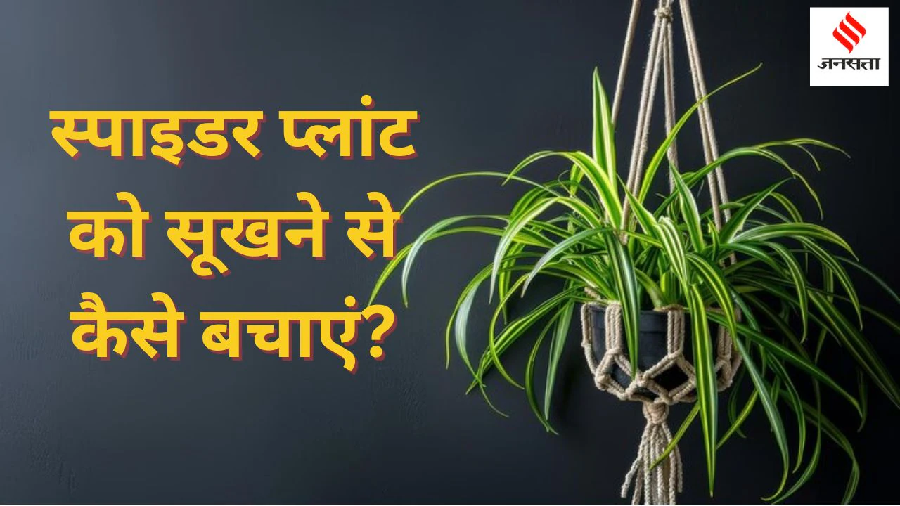 स्पाइडर प्लांट को सूखने से कैसे बचाएं? पानी से लेकर खाद डालने तक यहां पढ़ें सारी जानकारी