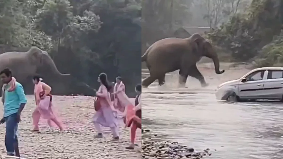 बीच जंगल में पिकनिक करने गए थे लोग, तभी दौड़ता हुआ आ गया हाथी और फिर जो हुआ…, धड़कनें बढ़ाने वाला Viral Video