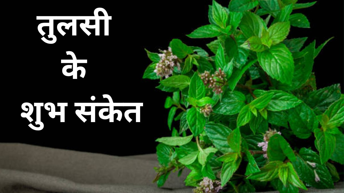 अगर तुलसी दे रही है ये 6 संकेत, तो समझिए आपके घर आने वाली हैं मां लक्ष्मी, इन संकेतों को न करें नजरअंदाज