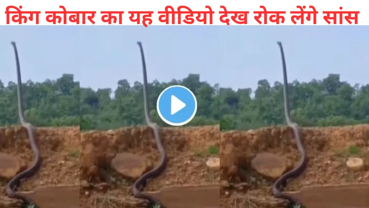 बाप रे! इतना बड़ा सांप…जमीन पर इंसानों की तरह फन फैलाए खड़ा था 20 फीट लंबा कोबरा, Viral Video देख लोगों ने कहा- असली नागराज