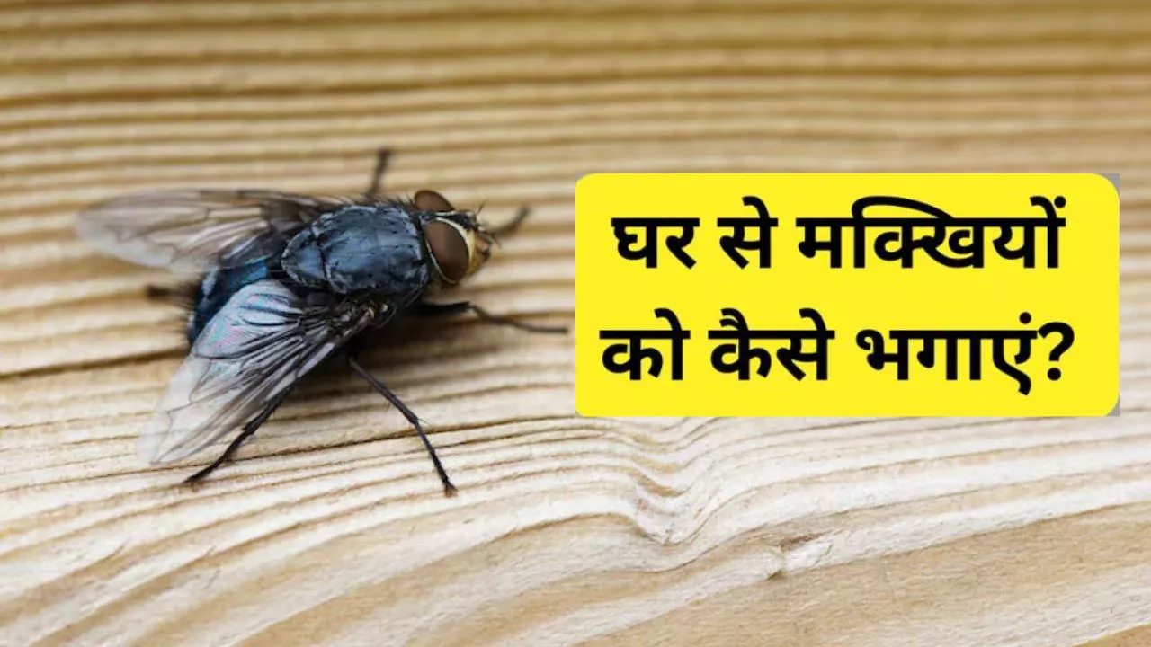 घर से मक्खी कैसे भगाएं? सफाई के बाद भी नजर आता है झुंड तो हटाने को अपनाएं ये तरीके