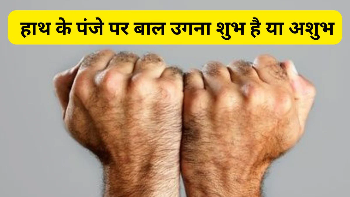 हाथ के पंजे पर बाल उगना किस बात का है संकेत, क्या इसे माना जाता है शुभ या फिर छिपा है कोई गहरा राज? जानें क्या कहता है सामुद्रिक शास्त्र