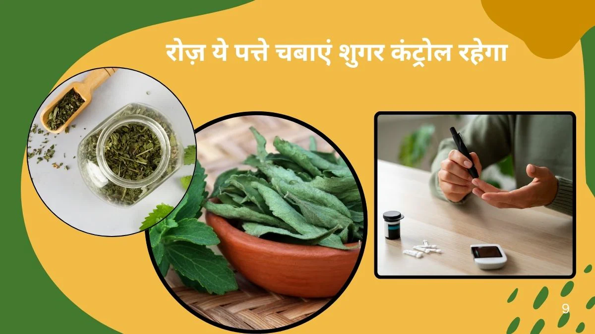 कड़वी नहीं मीठी हैं ये पत्तियां, इन Sugar Leafs को खाते ही Blood Sugar होने लगता है नॉर्मल, सिर्फ 4 पत्ते खा लें मीठा खाने की क्रेविंग भी होगी कंट्रोल