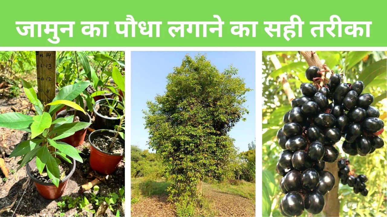 जाने कैसे लगाएं जामुन का पेड़ और 6 से 8 साल में मिलेंगे फल | Learn How to Grow Jamun Tree