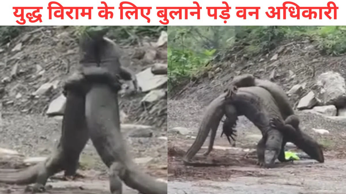 इंसानों की तरह बीच सड़क पर लड़ने लगे ये जानवर, एक-दूसरे को उठा-उठा कर पटका, देखें कौन पड़ा किस पर भारी, Video Viral