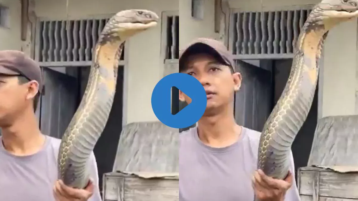 OMG! हाथों विशालकाय किंग कोबरा लेकर खड़ा दिखा शख्स, Viral Video में नागराज का आकार देख छूटे यूजर्स के पसीने, कहा – एनाकोंडा लग रहा