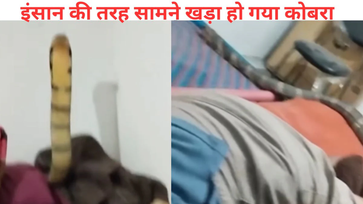 सो रहे शख्स के पैर पर कुछ लगा रेंगने, आंख खोला तो सामने फन फैलाए खड़ा था कोबरा फिर…, Video Viral देख फटी रह गईं आंखें