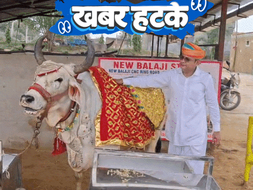 खबर हटके- गाय को ₹24 लाख के गहने पहनाए:वीडियो बनाने के लिए टी-शर्ट निचोड़कर पसीना पिलाया; बीयर पिलाकर बकरी का इलाज